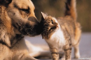 ABOVE: Dogs and cats living together; MASS HYSTERIA!