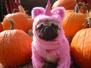 pug_2D00_costume
