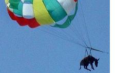 parachute donkey parachute donkey