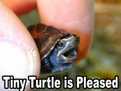 tiny_turtle_pleased-1.jpeg